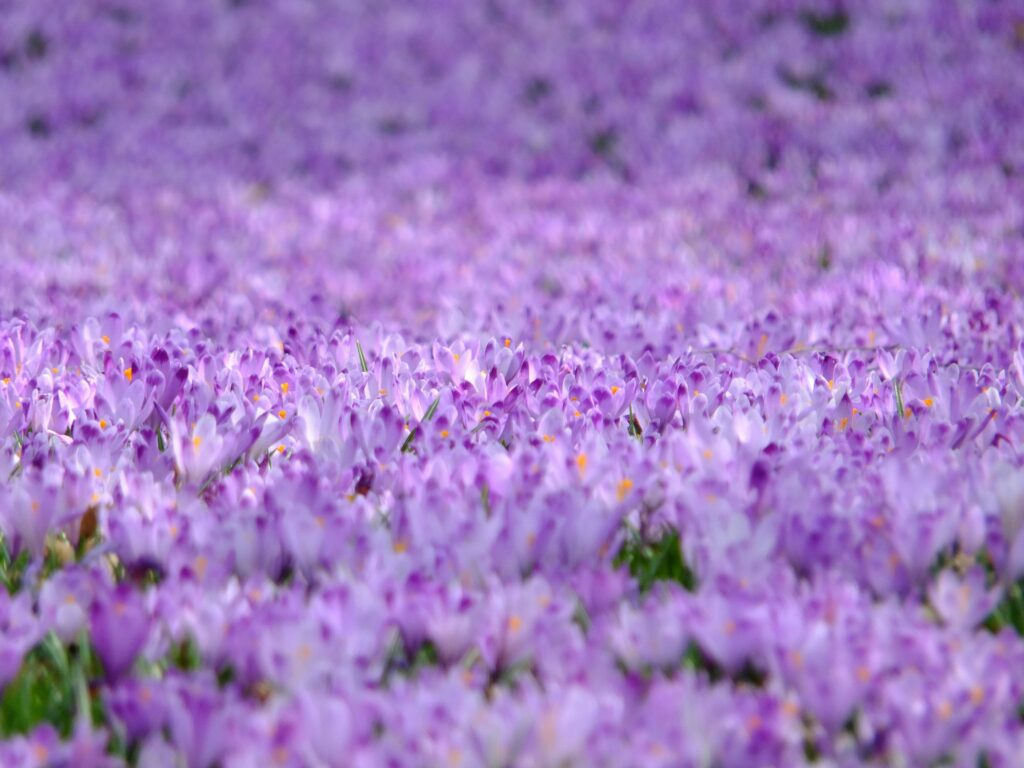 A vast field of purple crocus flowers in full bloom creates a stunning floral landscape.