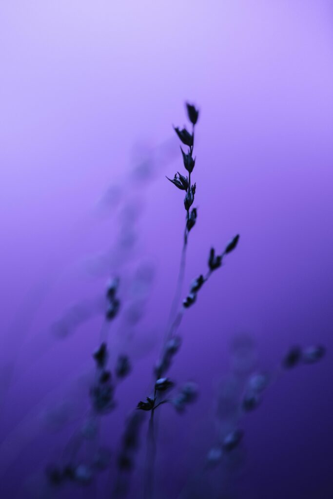Graceful botanical silhouette against a vibrant purple backdrop, evoking mystery and beauty.