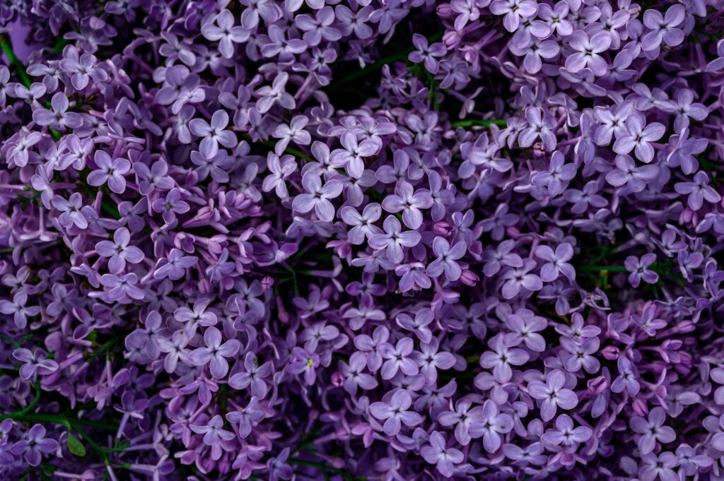 Close-up view of vibrant lilac flowers in full bloom, showcasing their intricate petals.