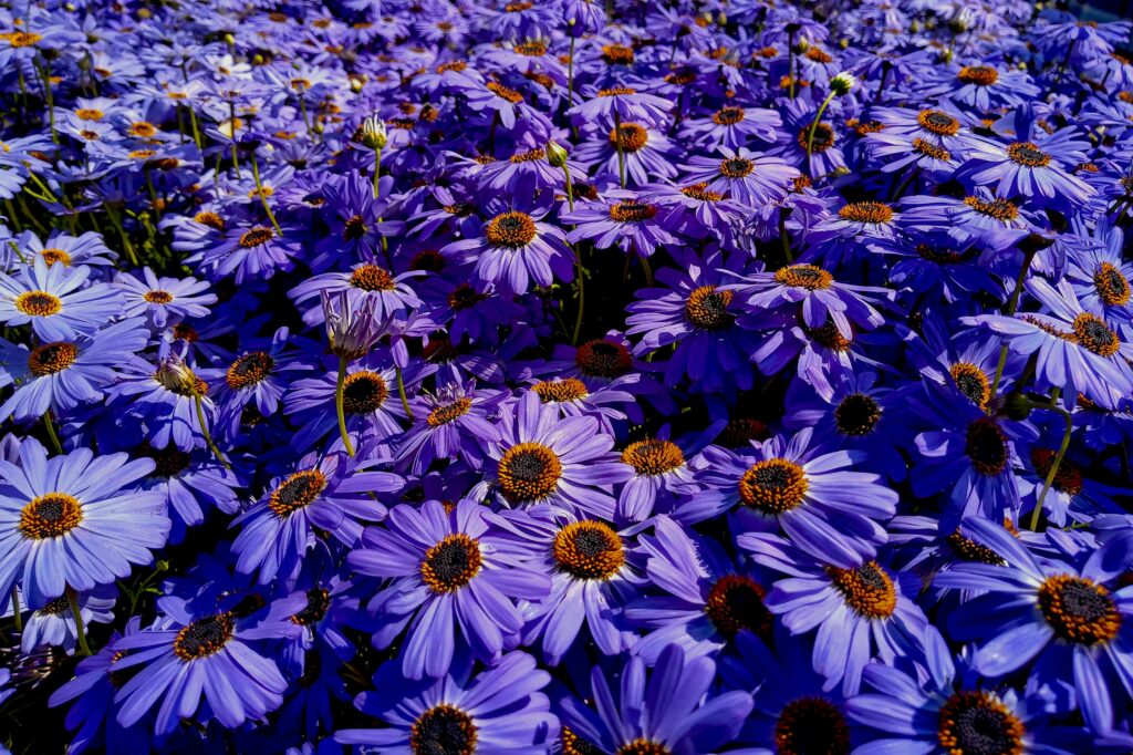 A lush field of vibrant purple asters in full bloom, capturing the essence of spring