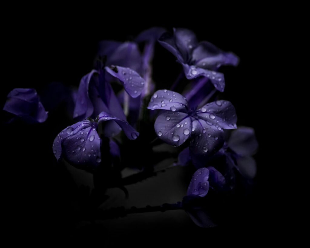 Beautiful close-up of purple flowers with water droplets on petals, set against a dark background.